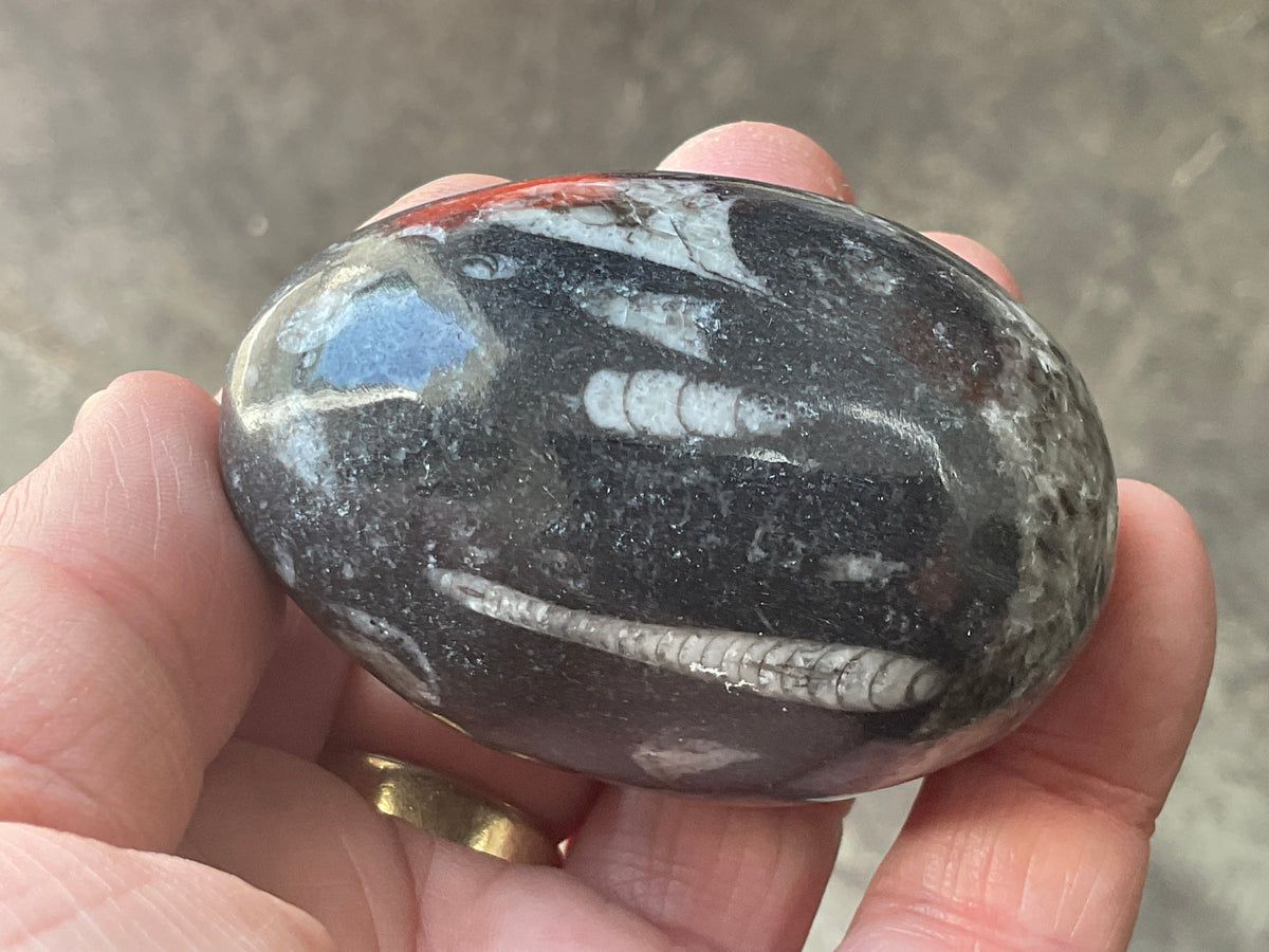 160g Orthoceras Egg 1B