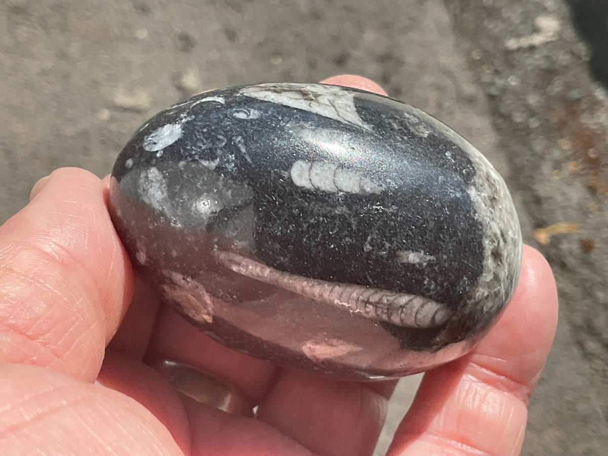 160g Orthoceras Egg 1B