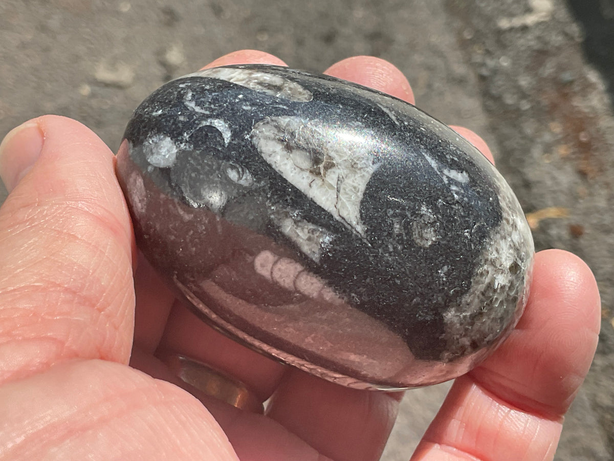 160g Orthoceras Egg 1B