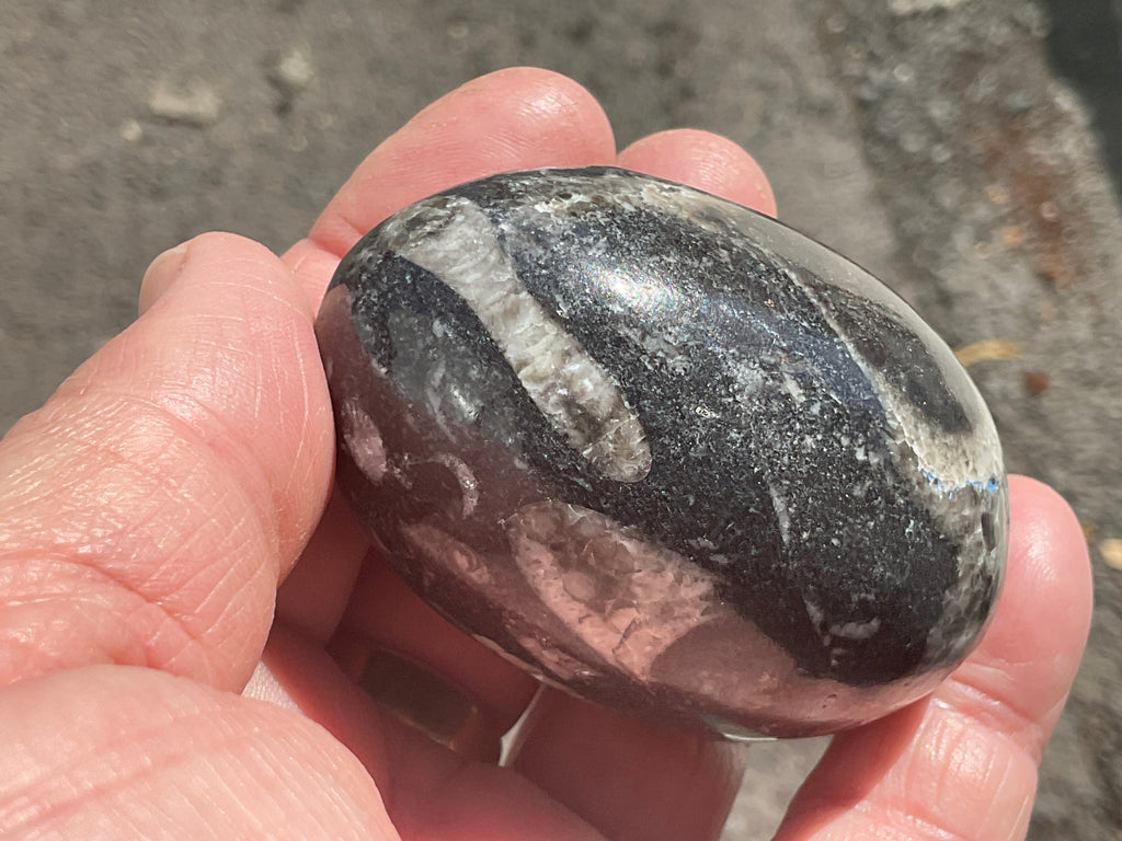 160g Orthoceras Egg 1B