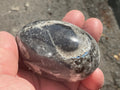 160g Orthoceras Egg 1B