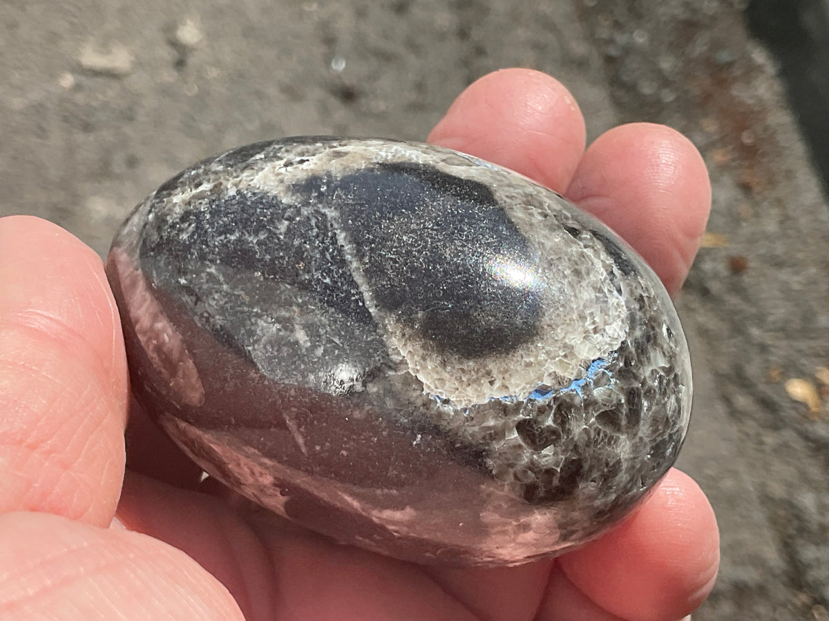 160g Orthoceras Egg 1B