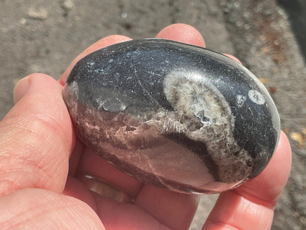 160g Orthoceras Egg 1B