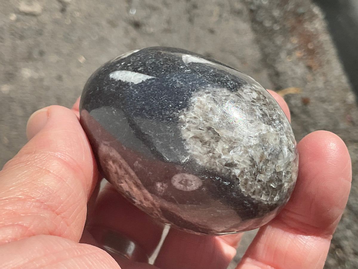 160g Orthoceras Egg 1B