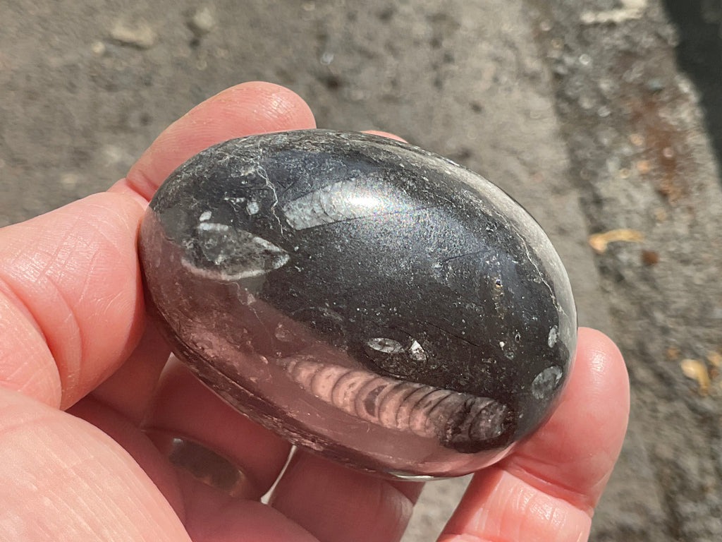 162g Orthoceras Egg 2A