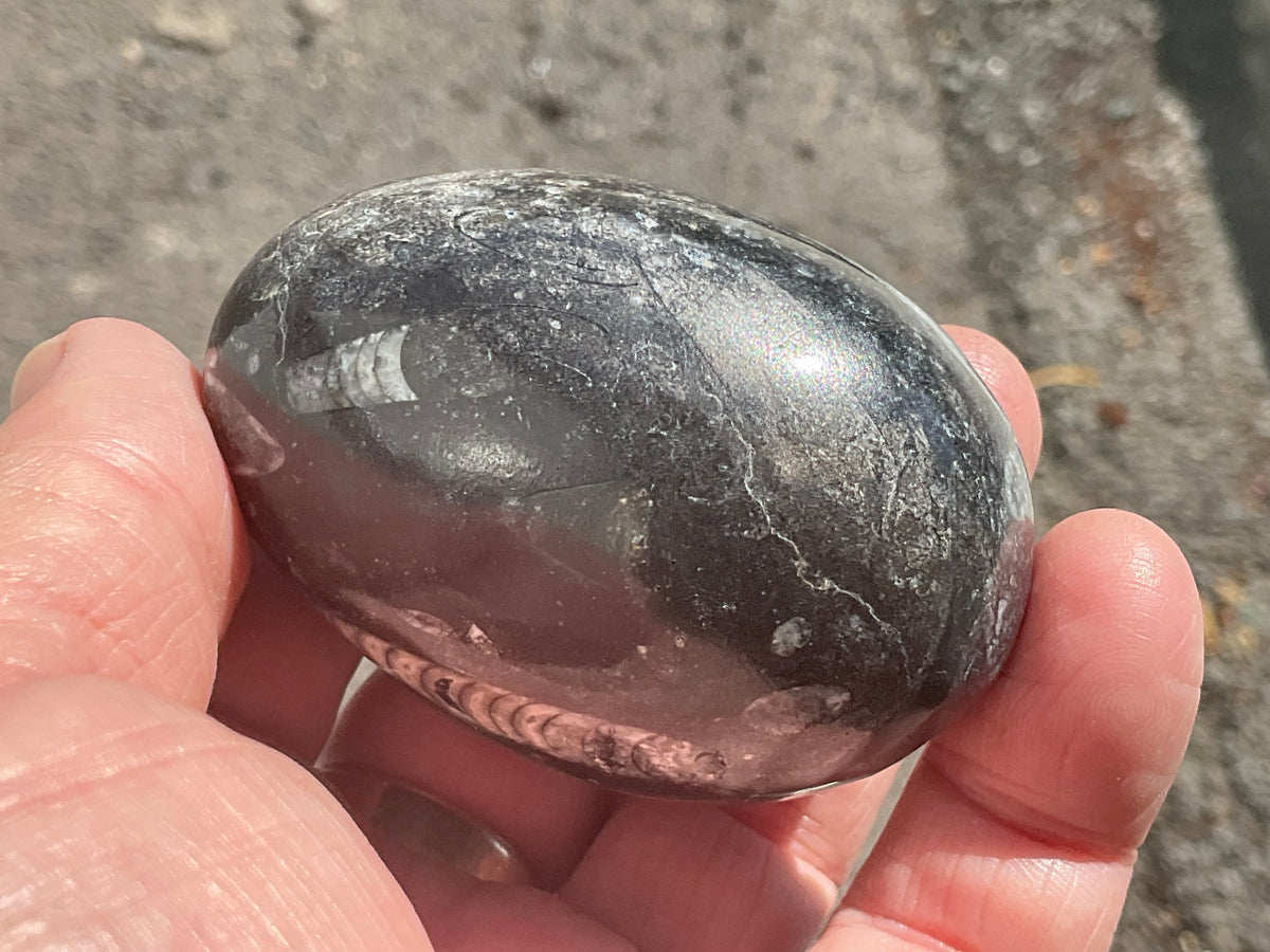 162g Orthoceras Egg 2A