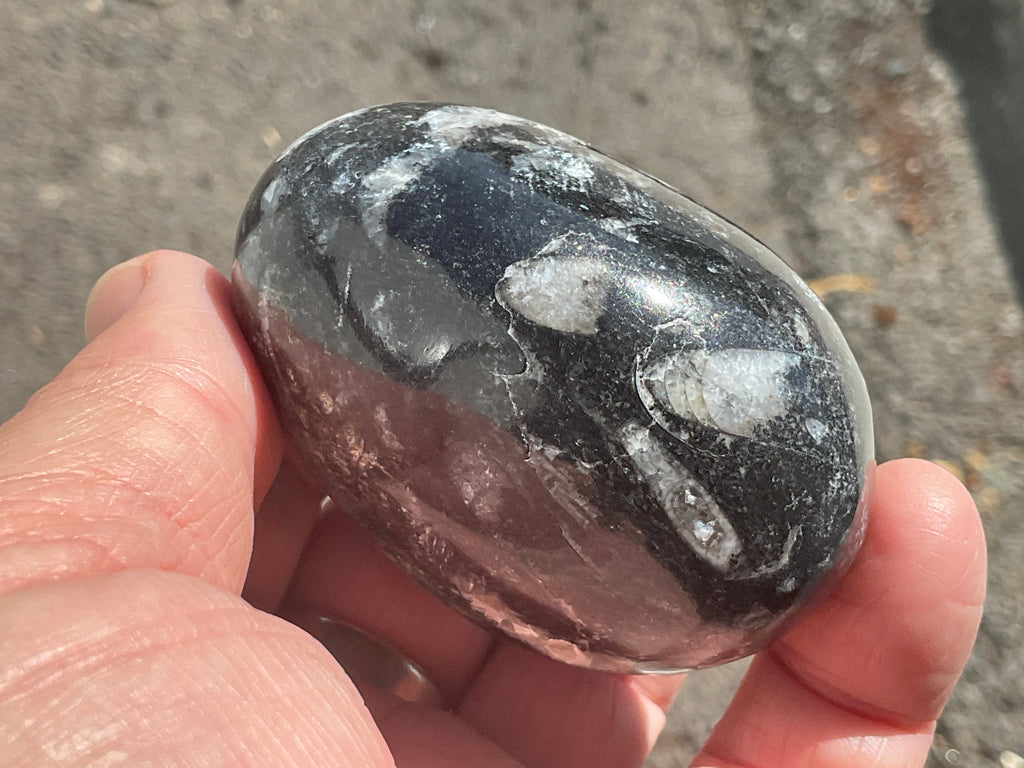 162g Orthoceras Egg 2A