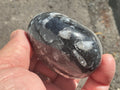 162g Orthoceras Egg 2A