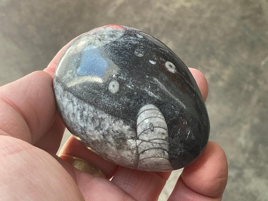 188g Orthoceras Egg 2B