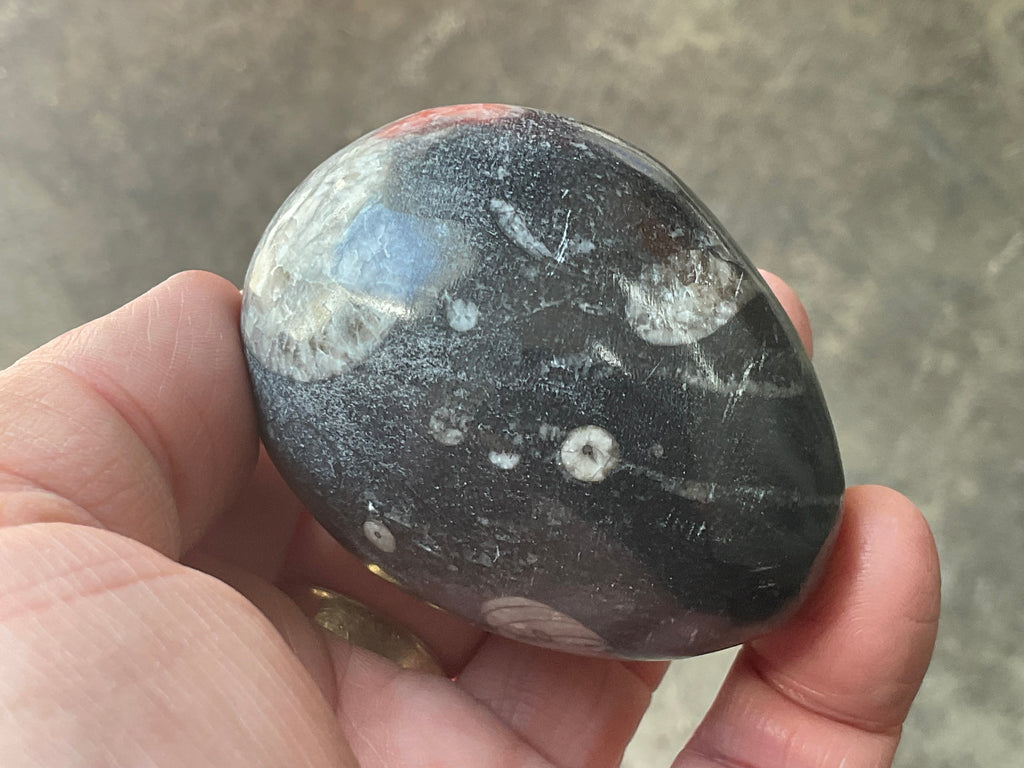 188g Orthoceras Egg 2B