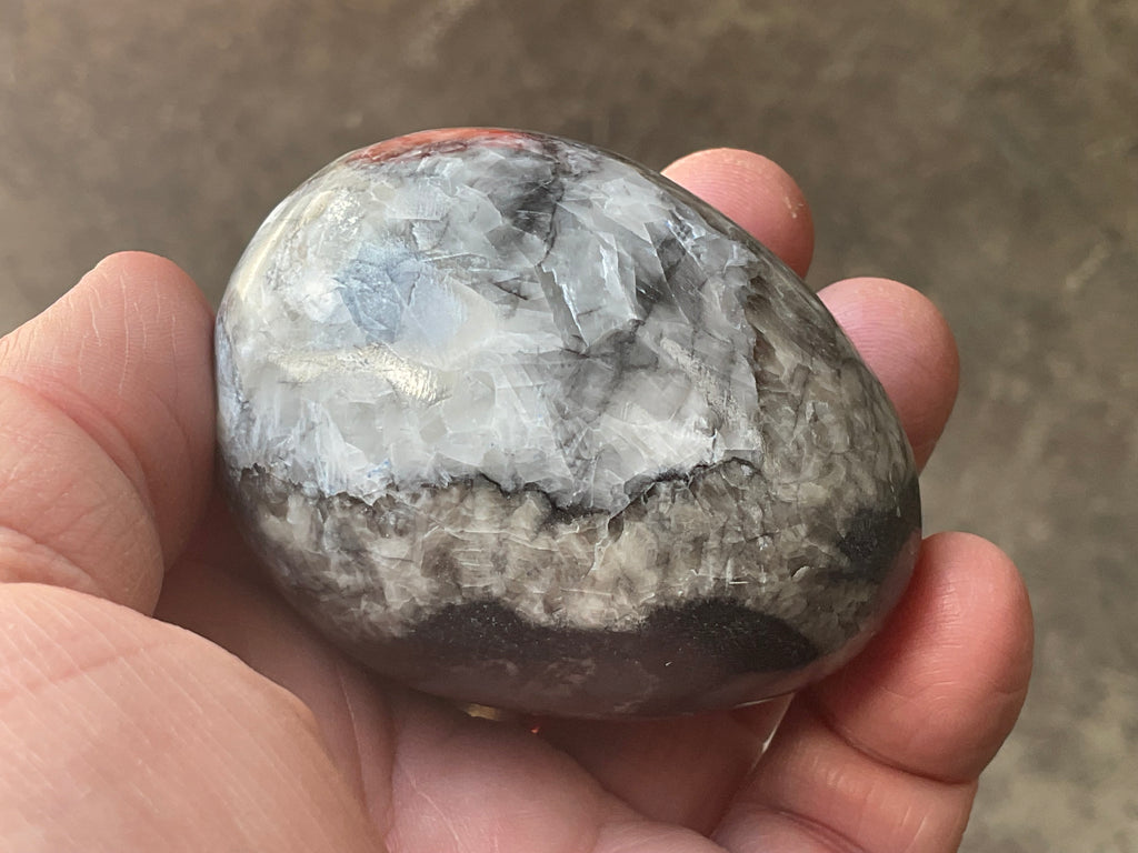 188g Orthoceras Egg 2B