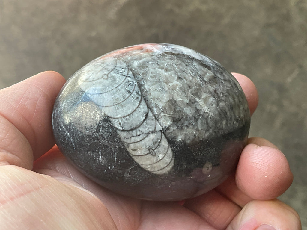 188g Orthoceras Egg 2B