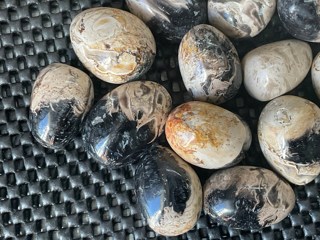 Indonesian Palm Root Fossil Eggs