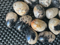 Indonesian Palm Root Fossil Eggs