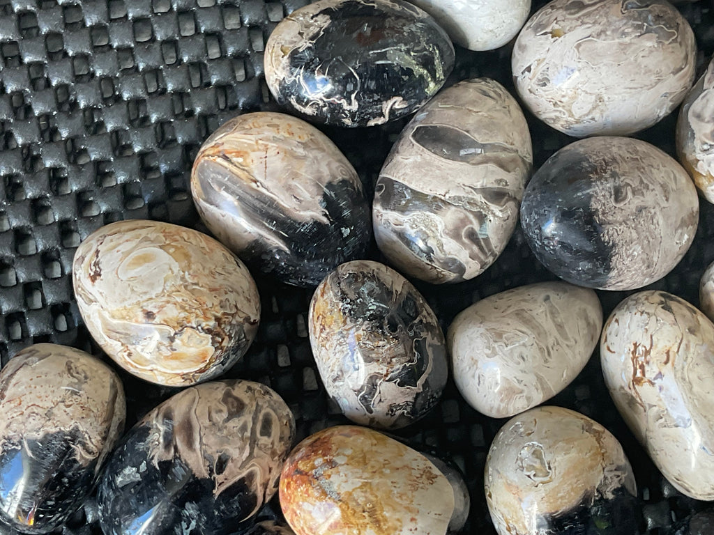 Indonesian Palm Root Fossil Eggs
