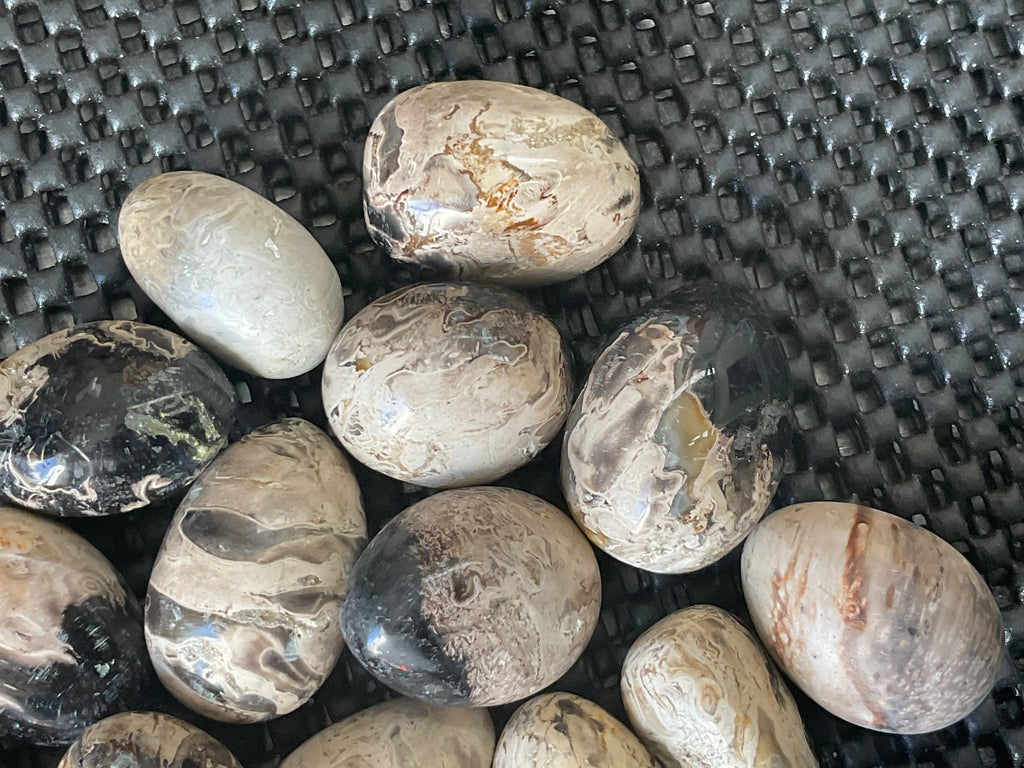 Indonesian Palm Root Fossil Eggs