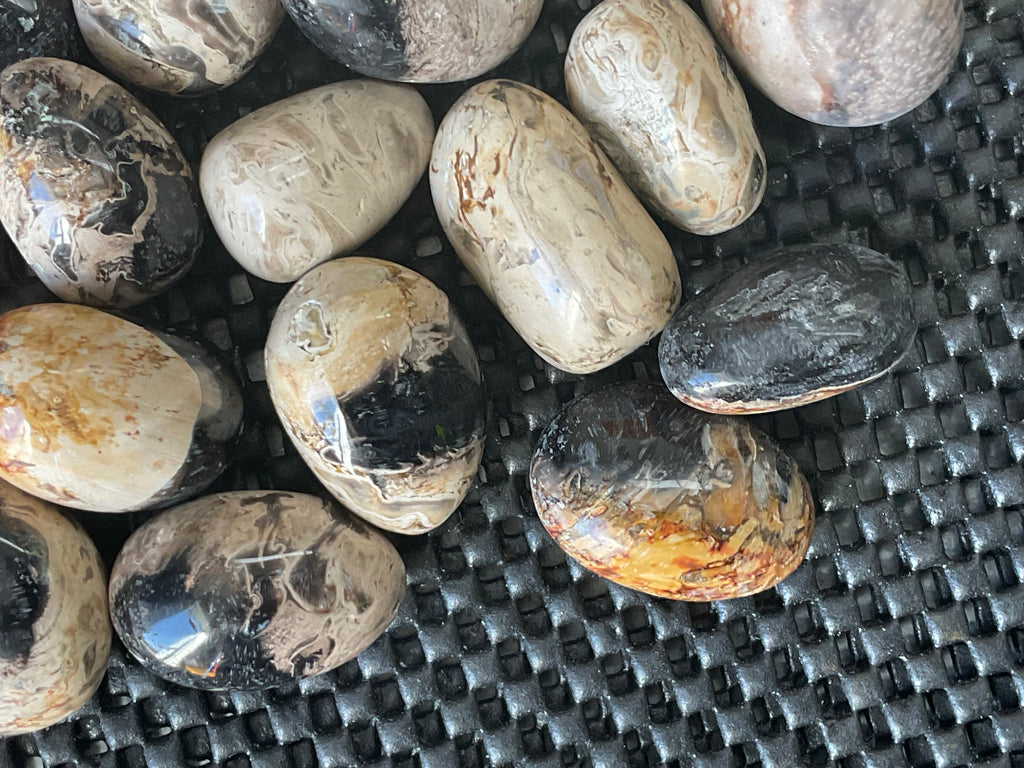 Indonesian Palm Root Fossil Eggs