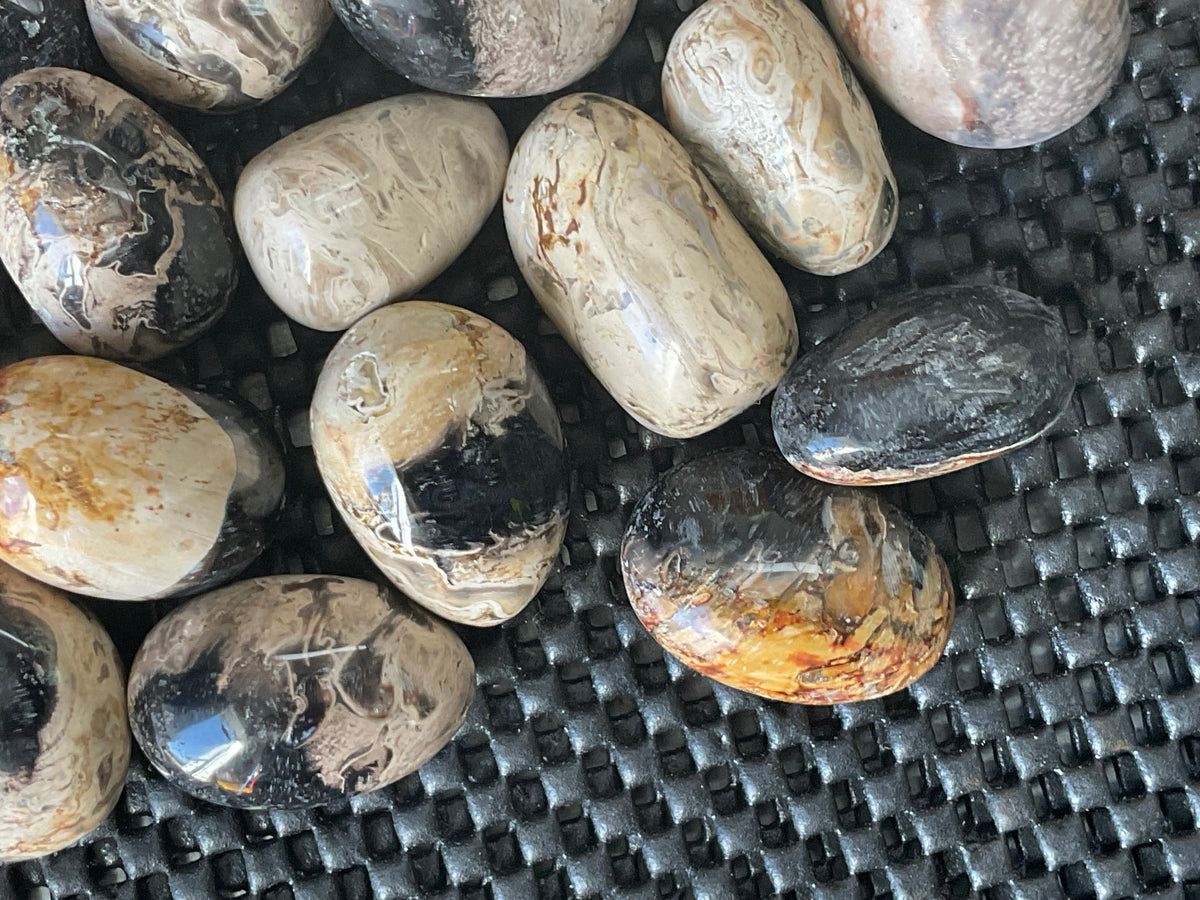 Indonesian Palm Root Fossil Eggs