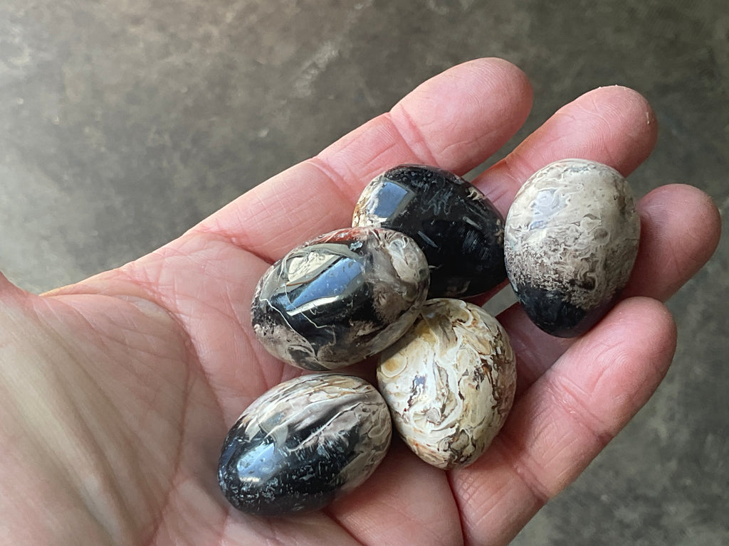 Indonesian Palm Root Fossil Eggs