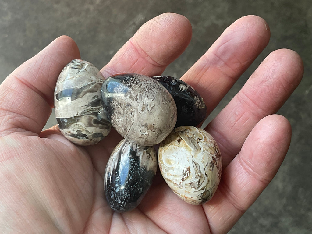 Indonesian Palm Root Fossil Eggs