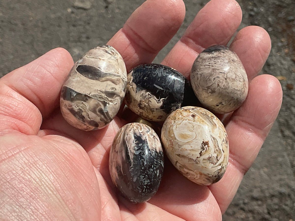 Indonesian Palm Root Fossil Eggs