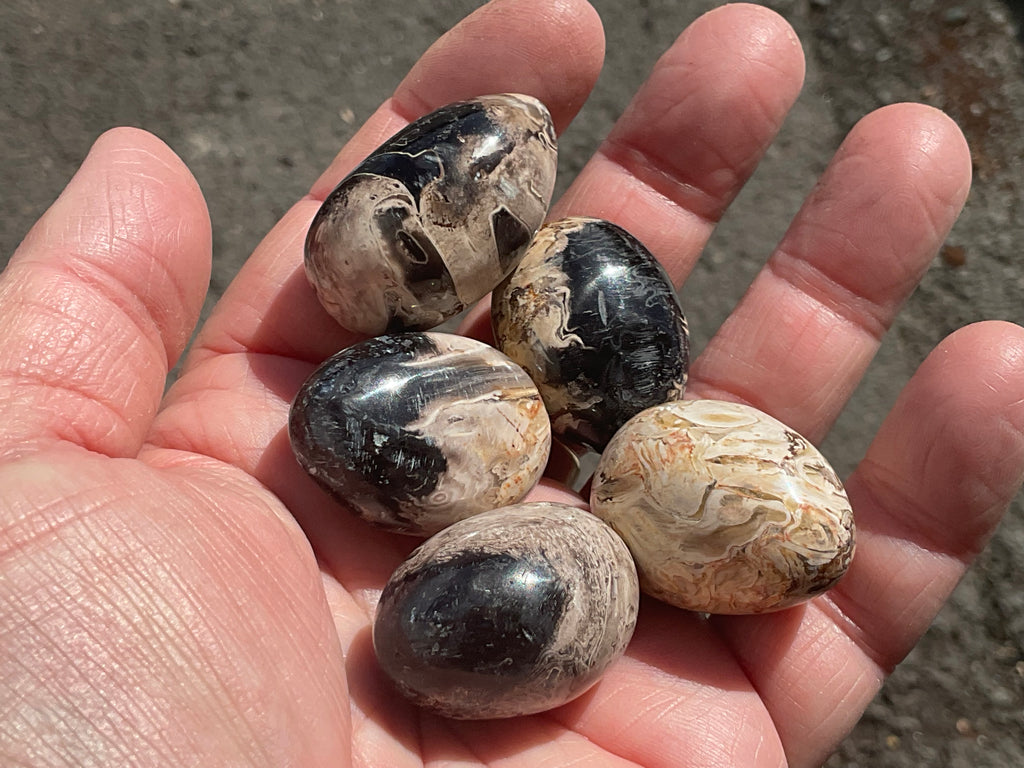 Indonesian Palm Root Fossil Eggs