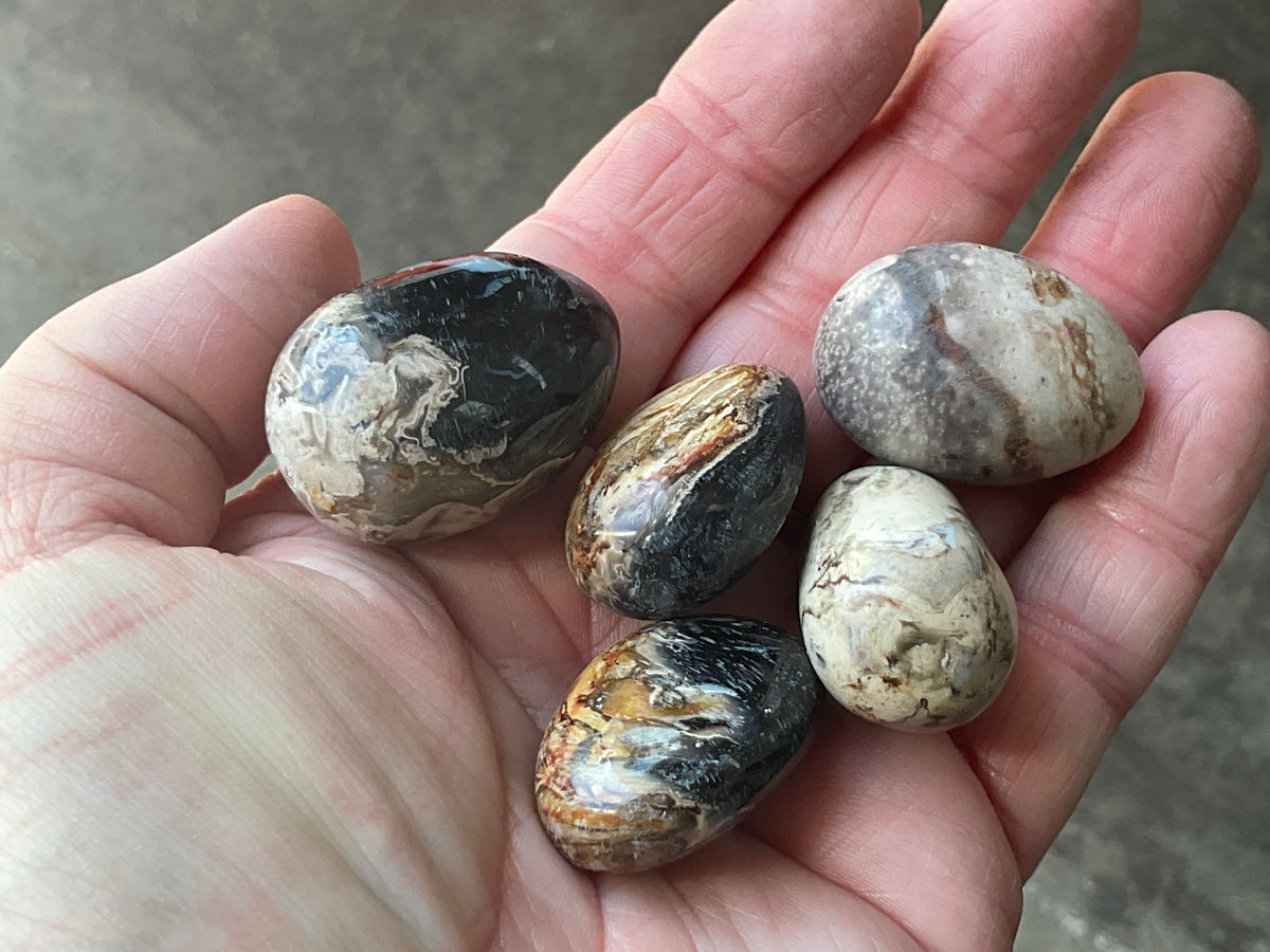 Indonesian Palm Root Fossil Eggs