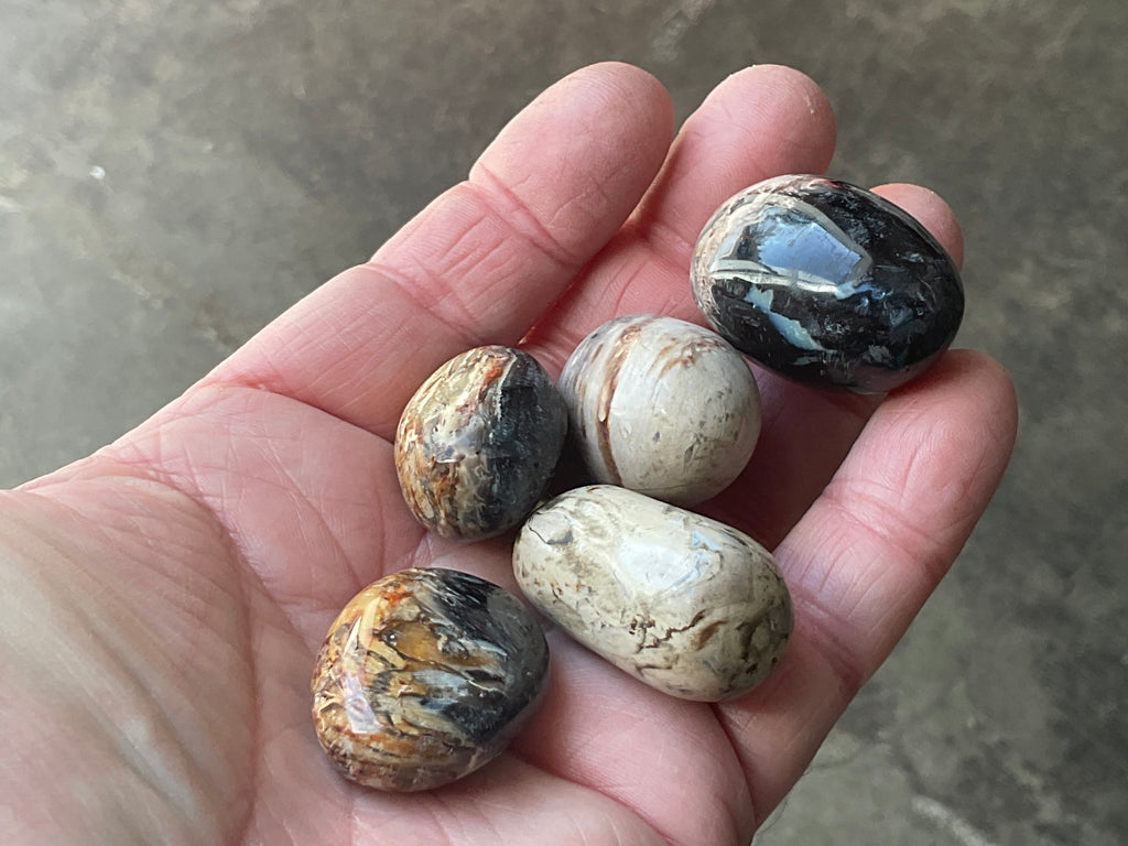 Indonesian Palm Root Fossil Eggs