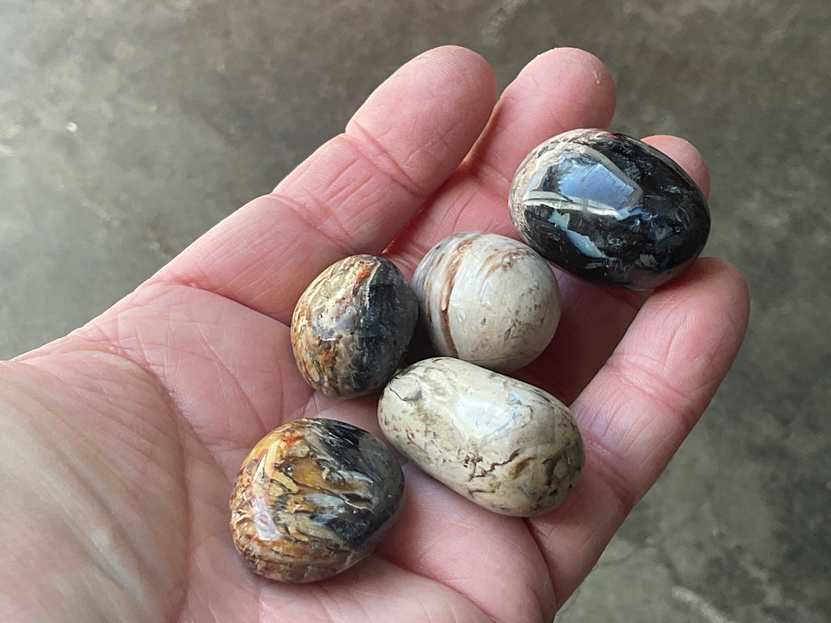 Indonesian Palm Root Fossil Eggs