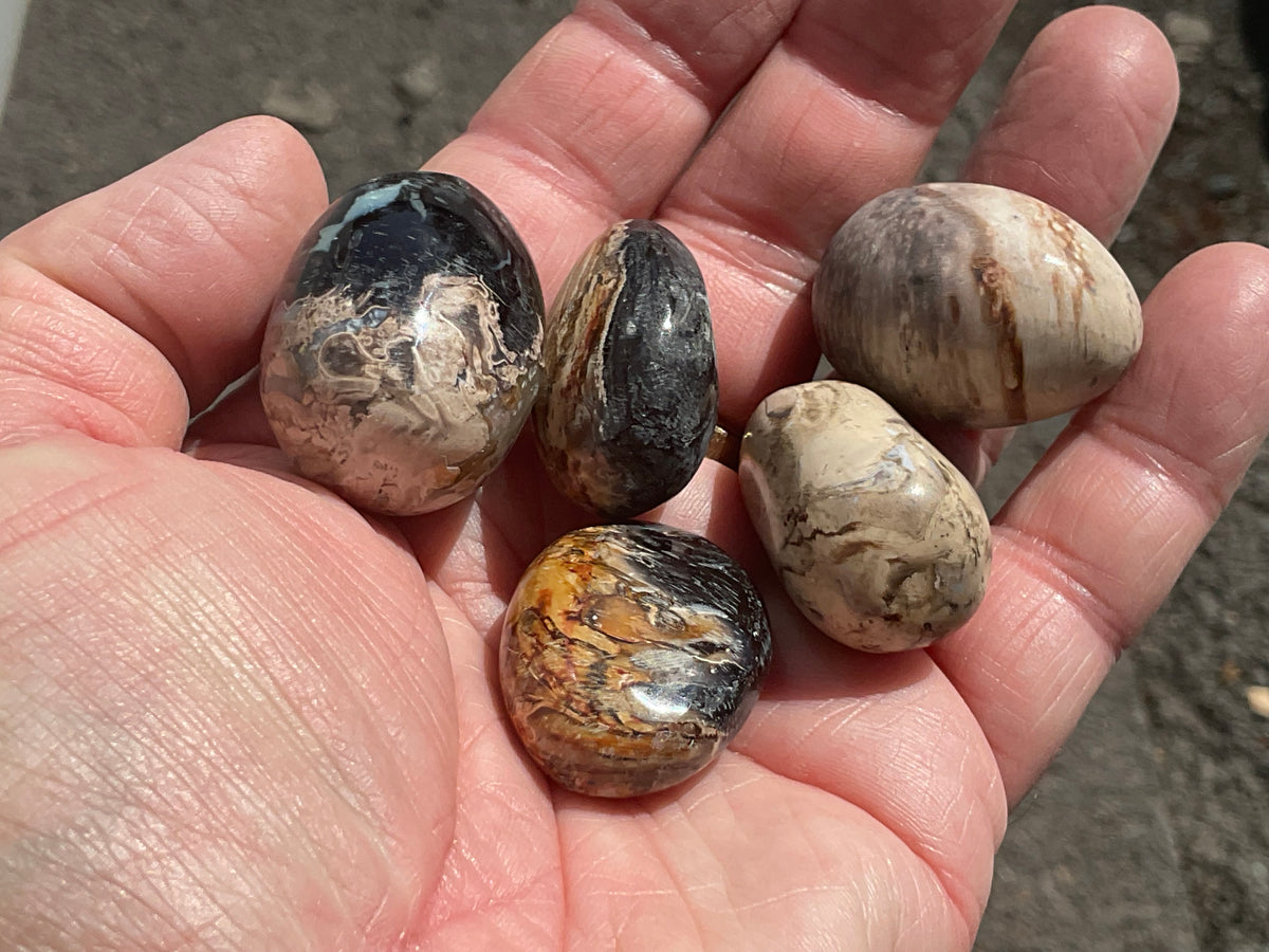 Indonesian Palm Root Fossil Eggs