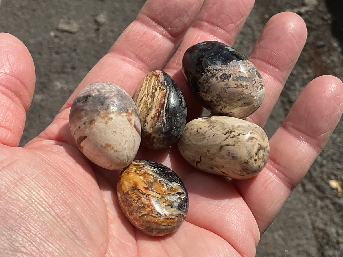 Indonesian Palm Root Fossil Eggs