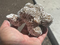 416g Mexican Desert Rose Specimen 11B