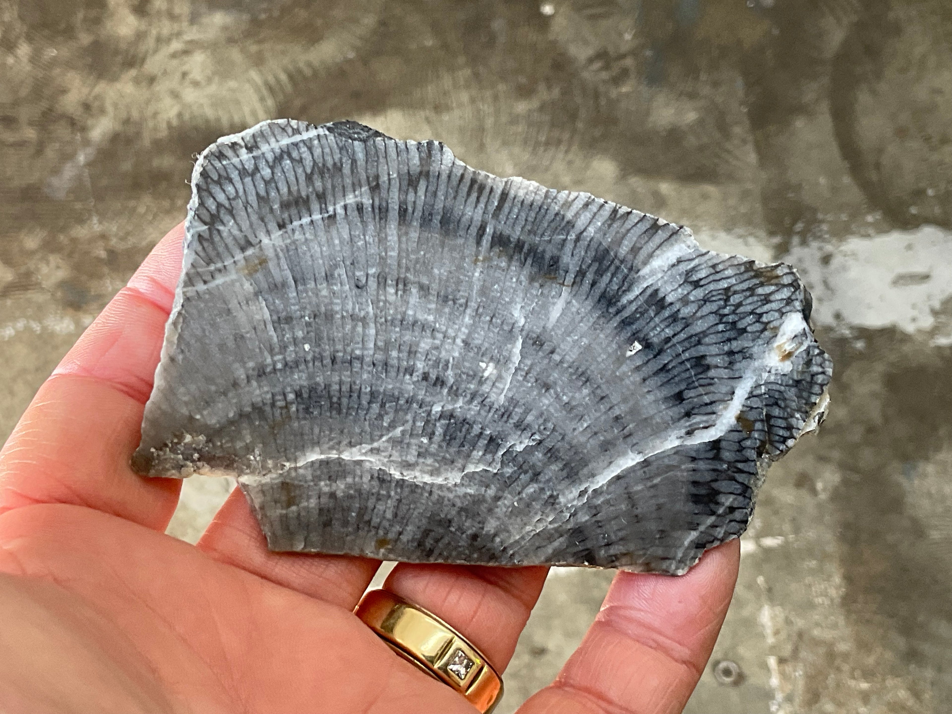 76g Tasmanian Fossilised Coral Specimen A