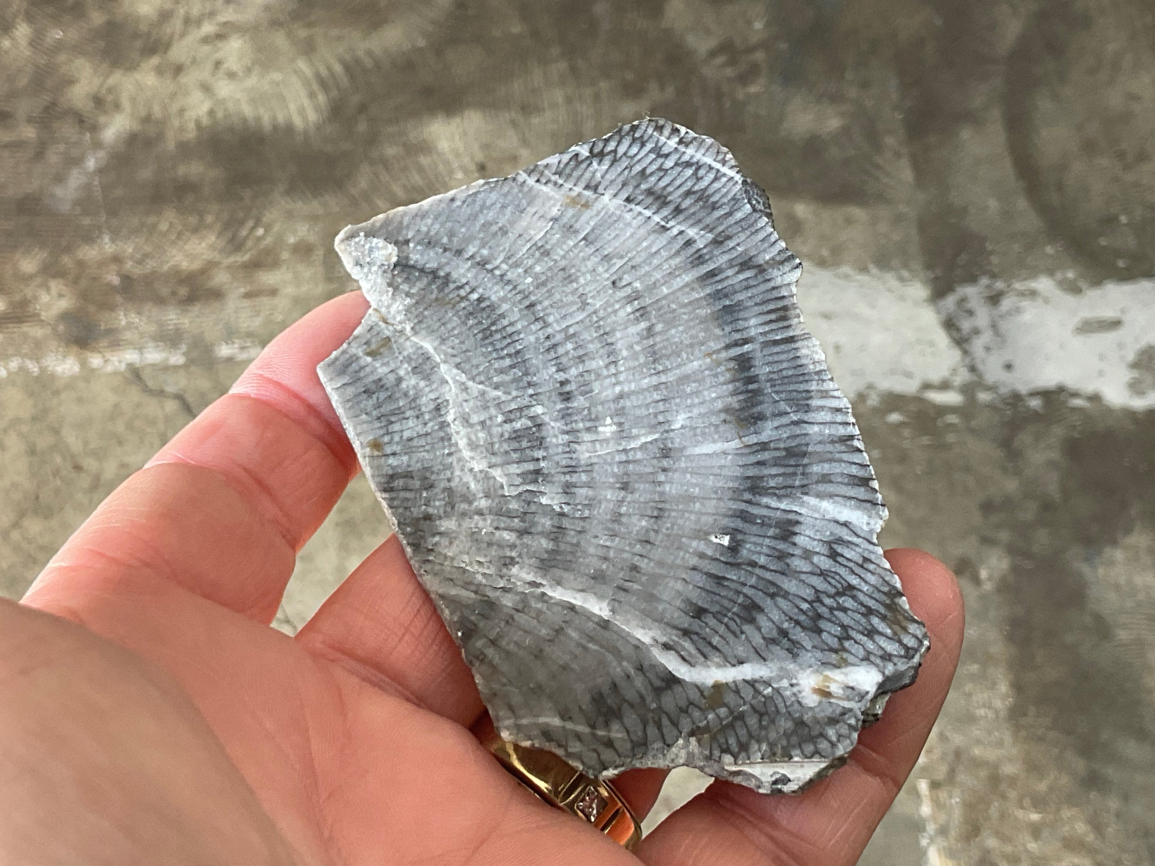 76g Tasmanian Fossilised Coral Specimen A
