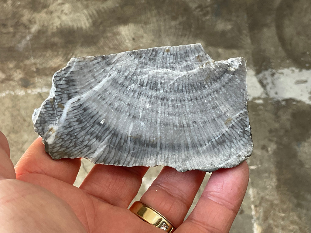 76g Tasmanian Fossilised Coral Specimen A