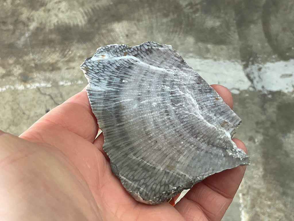 76g Tasmanian Fossilised Coral Specimen A