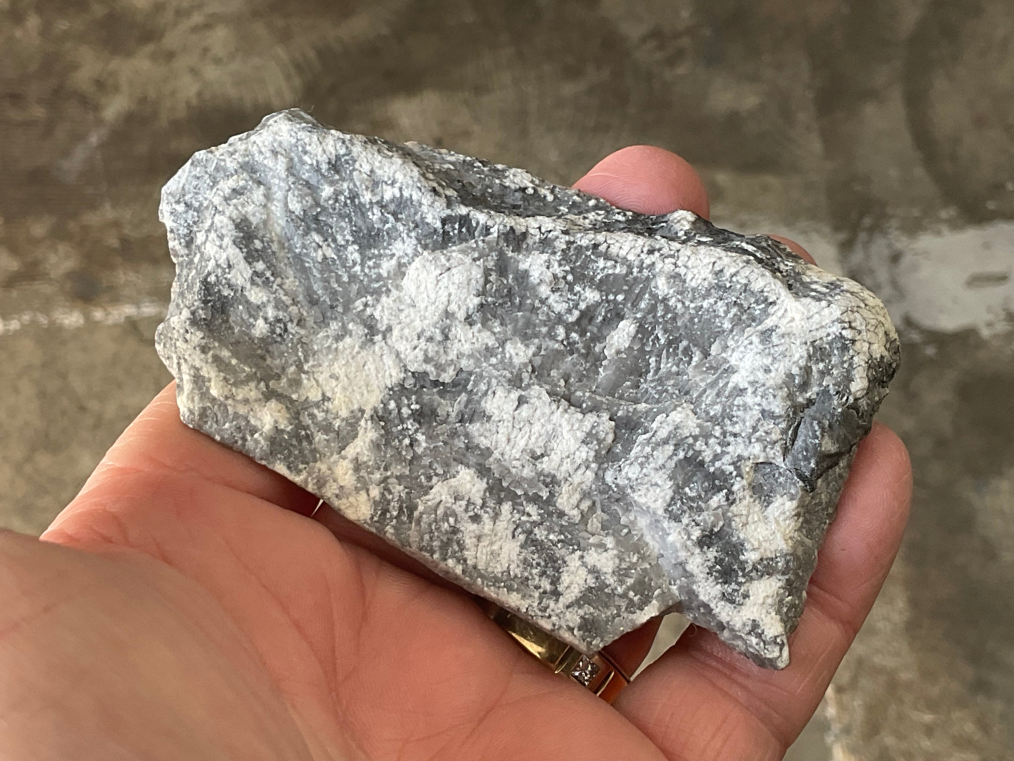 76g Tasmanian Fossilised Coral Specimen A