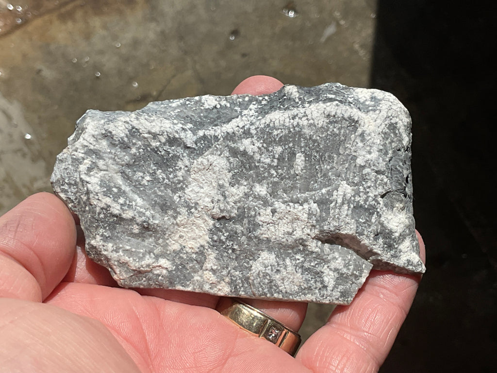 76g Tasmanian Fossilised Coral Specimen A