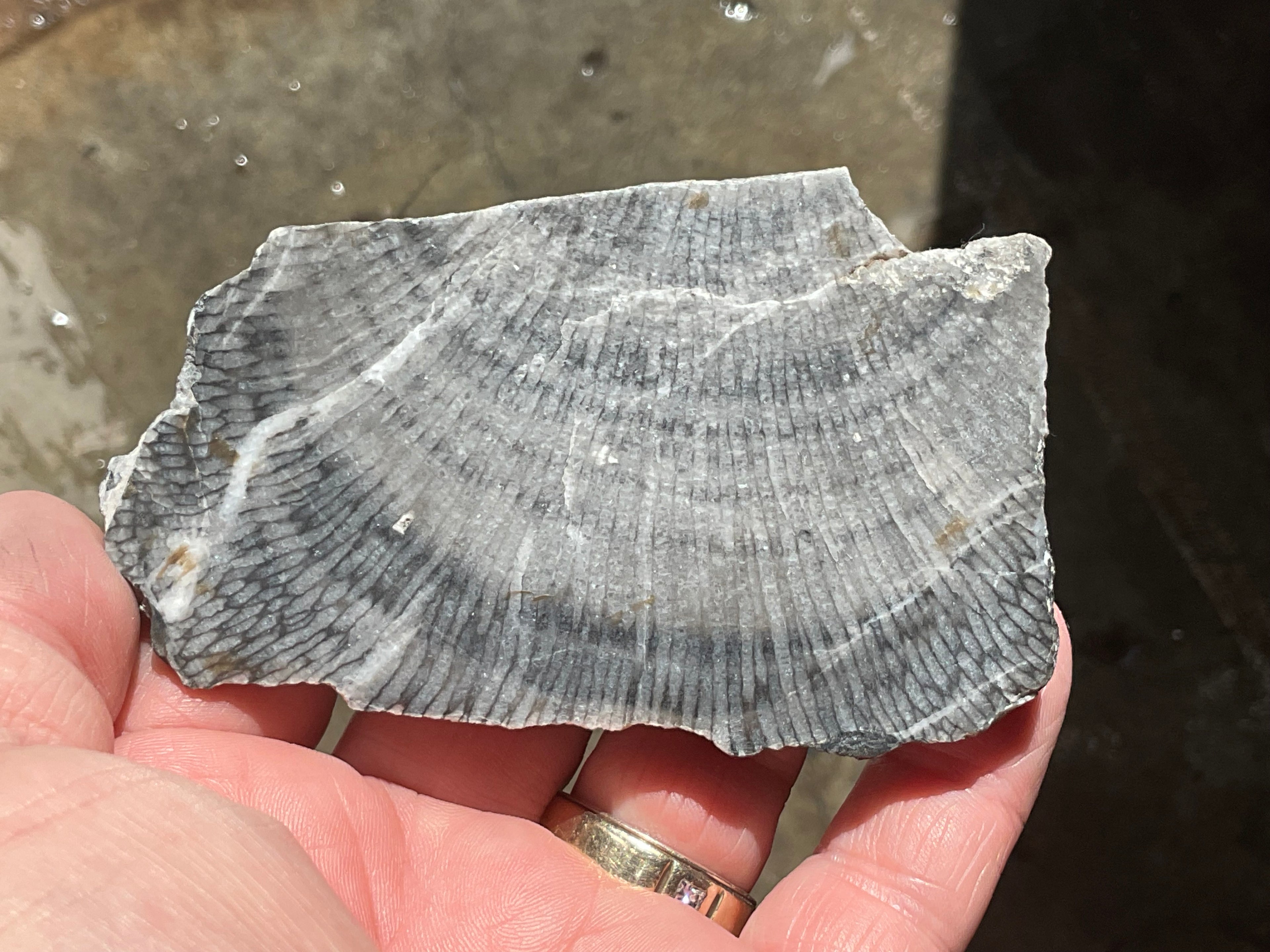 76g Tasmanian Fossilised Coral Specimen A