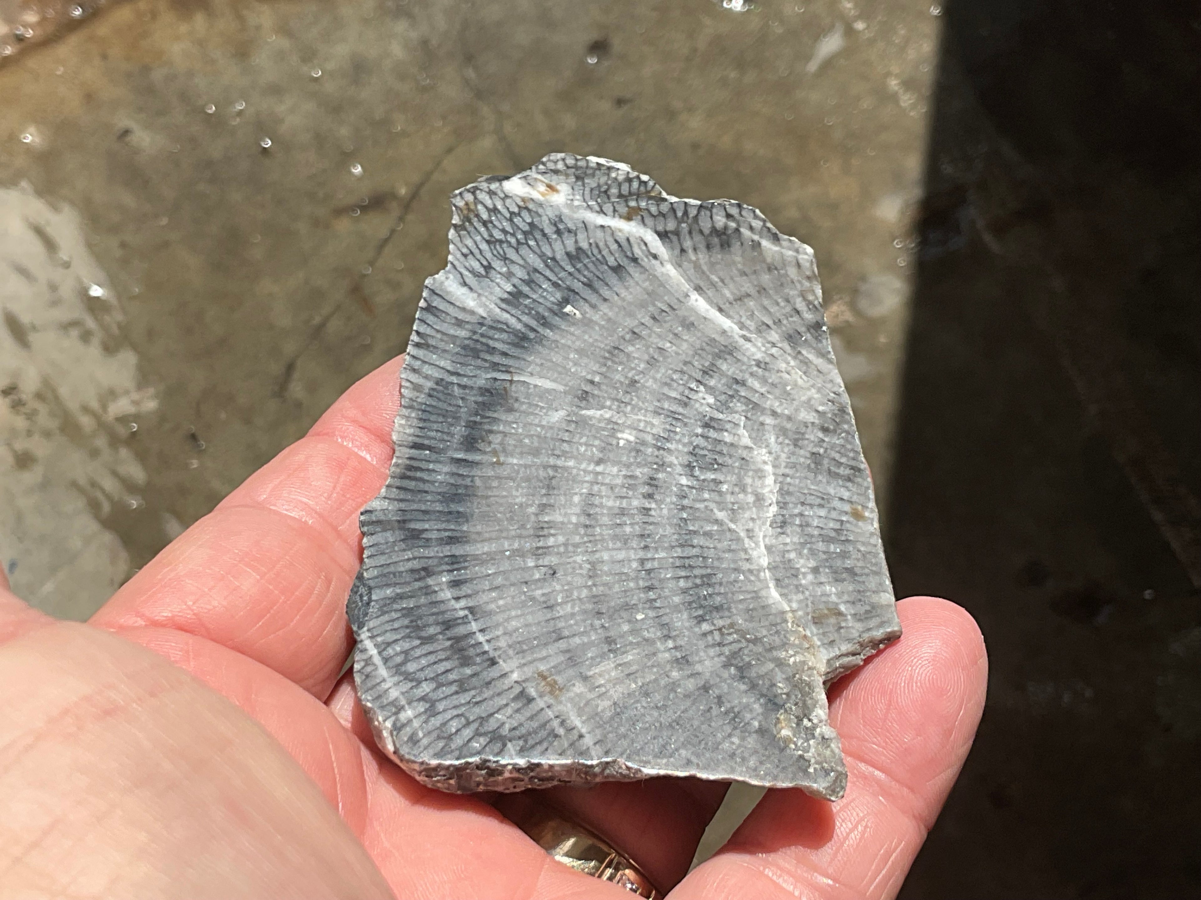 76g Tasmanian Fossilised Coral Specimen A