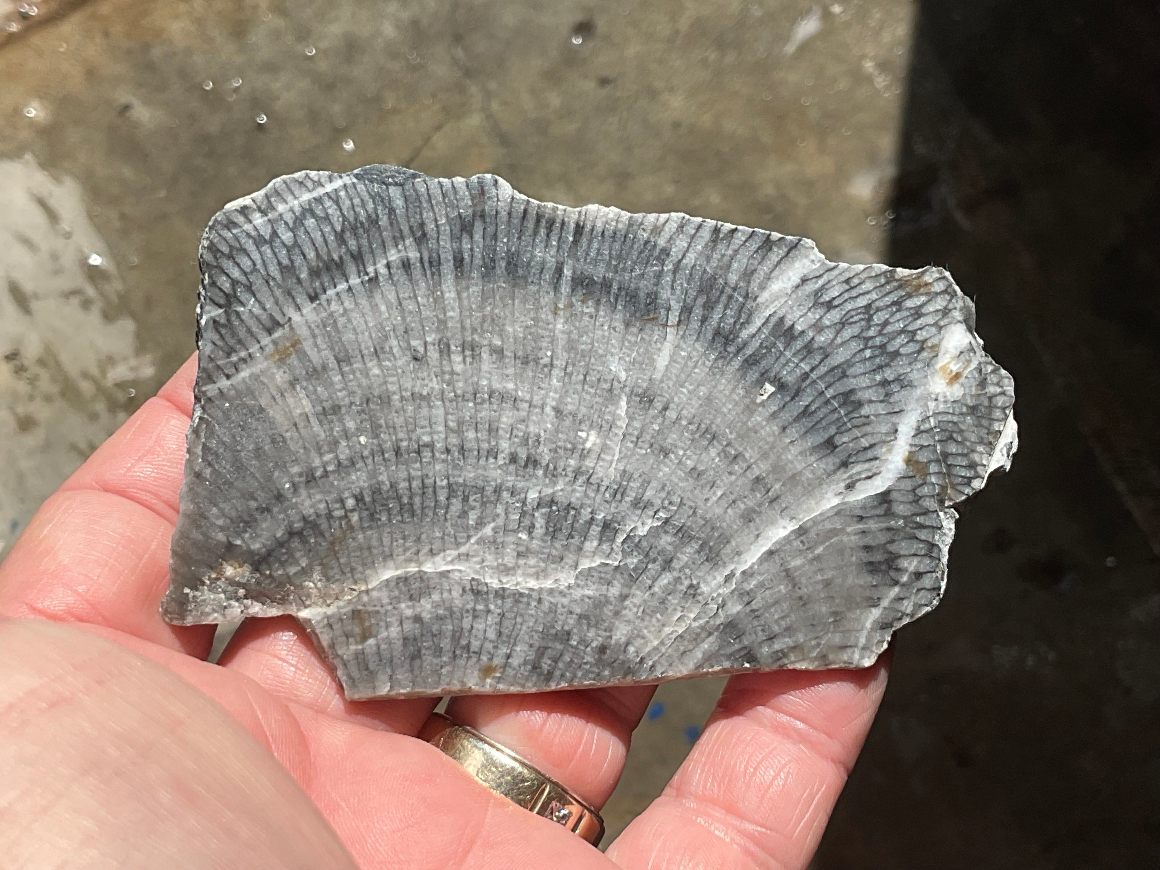 76g Tasmanian Fossilised Coral Specimen A
