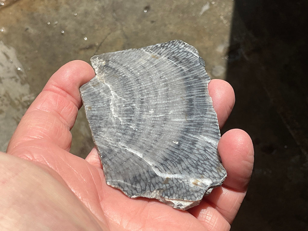 76g Tasmanian Fossilised Coral Specimen A