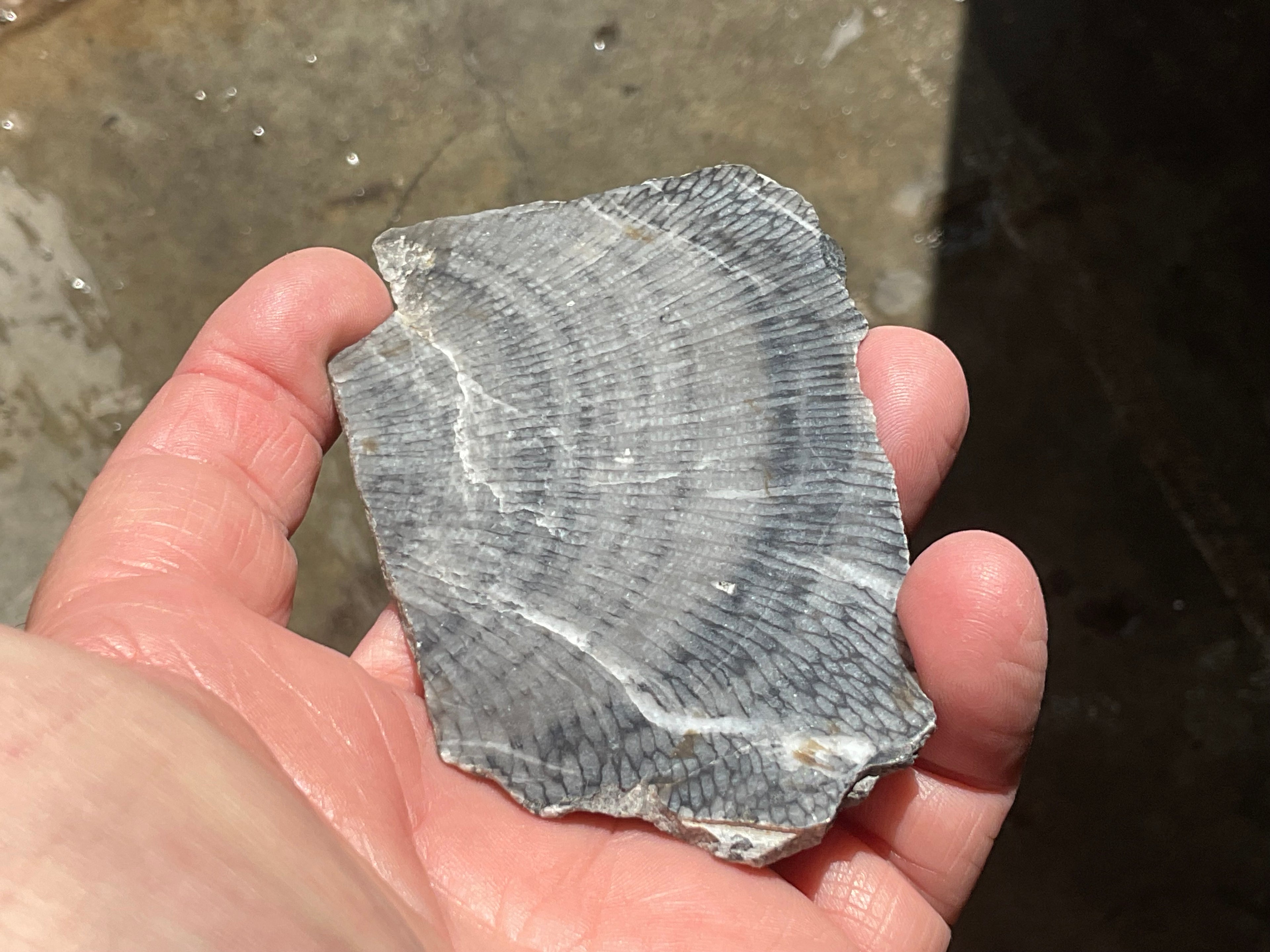 76g Tasmanian Fossilised Coral Specimen A