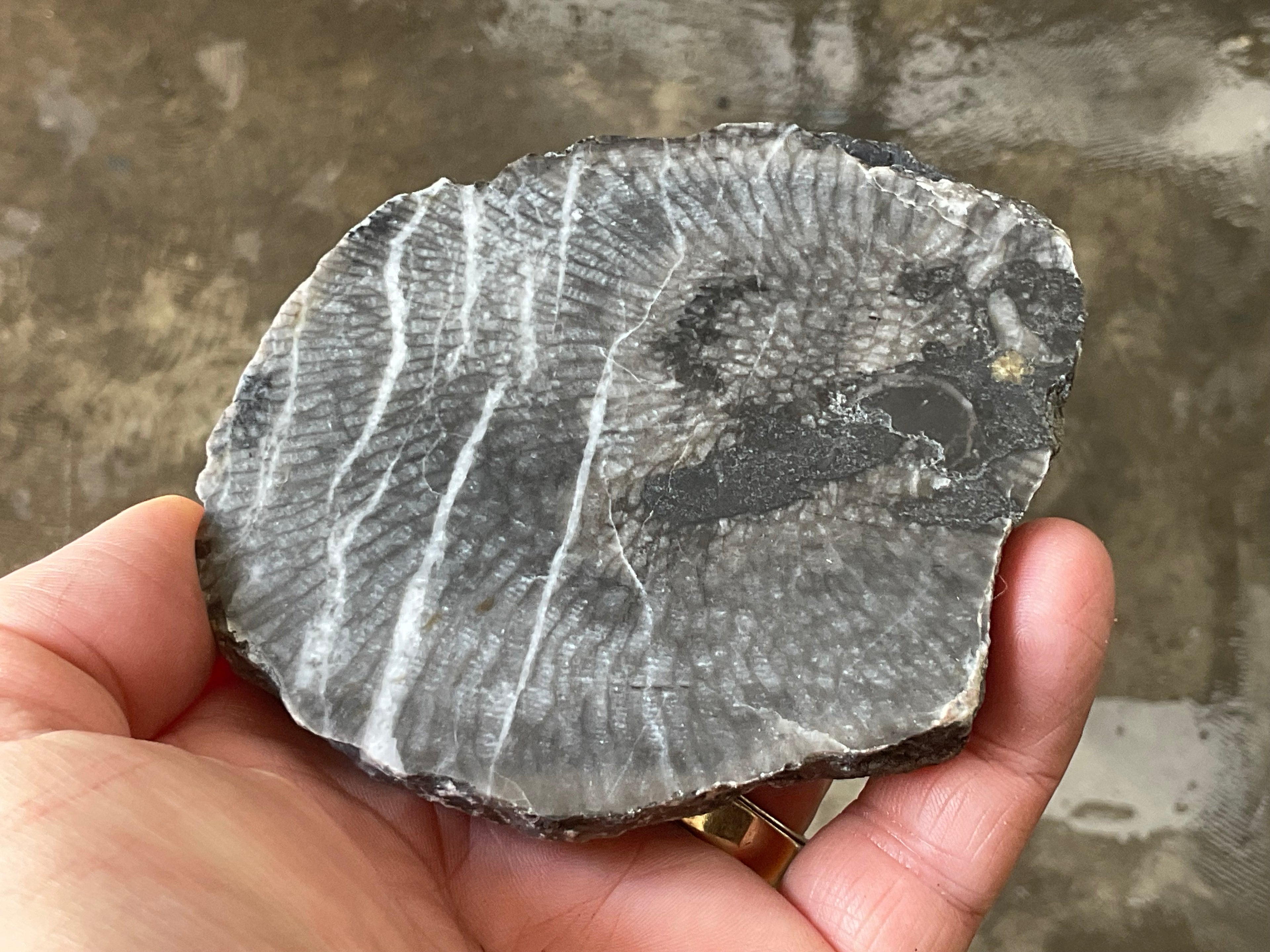 270g Tasmanian Fossilised Coral Specimen C