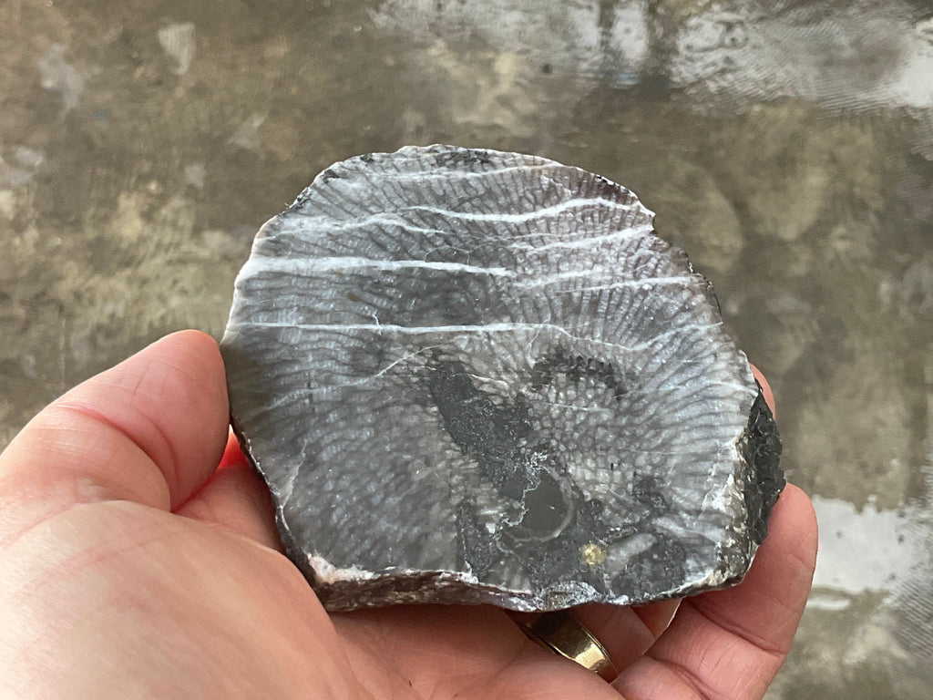 270g Tasmanian Fossilised Coral Specimen C