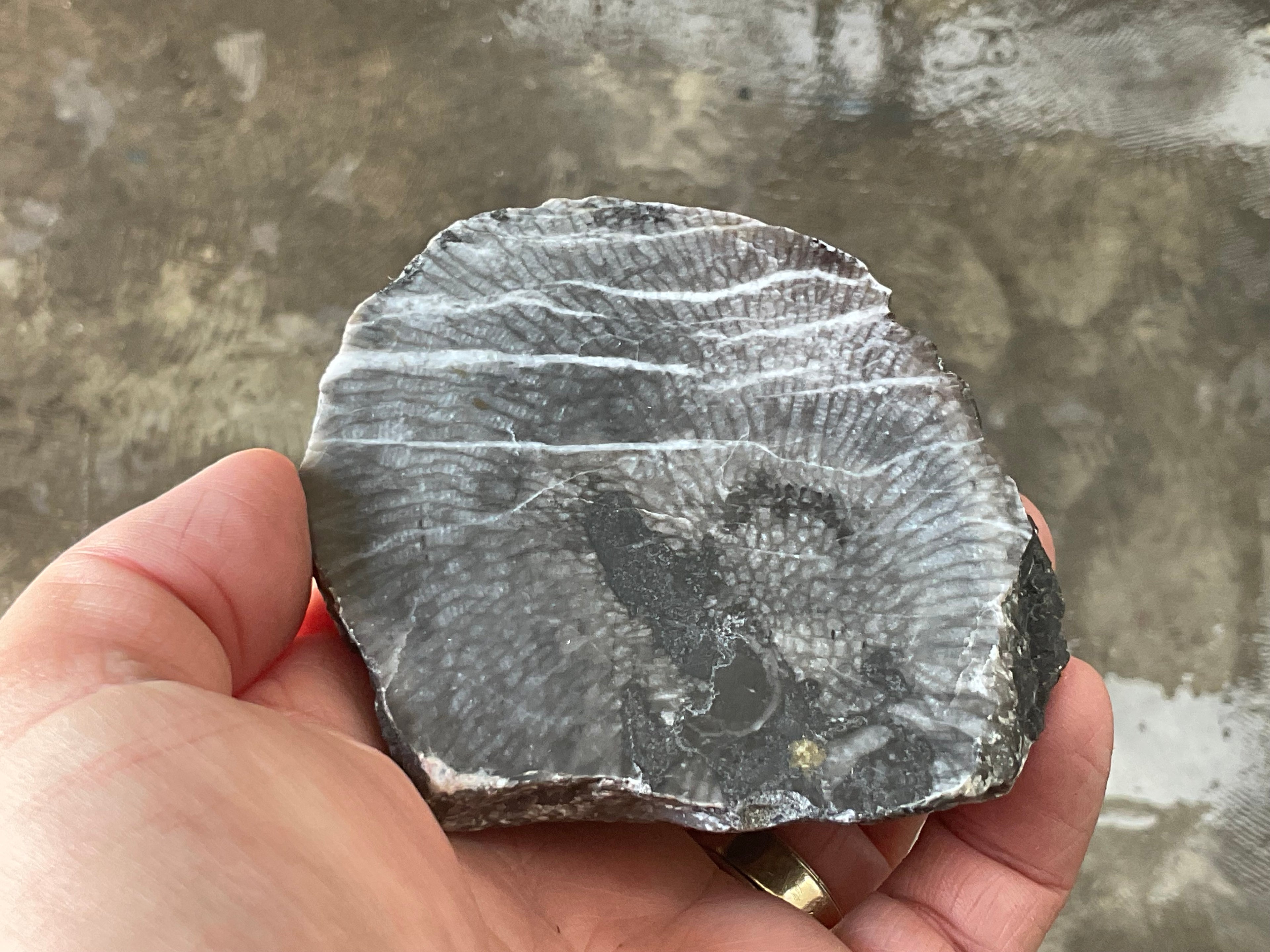 270g Tasmanian Fossilised Coral Specimen C