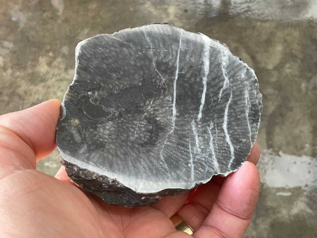 270g Tasmanian Fossilised Coral Specimen C