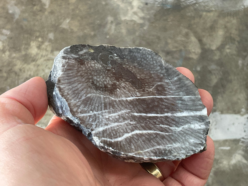 270g Tasmanian Fossilised Coral Specimen C
