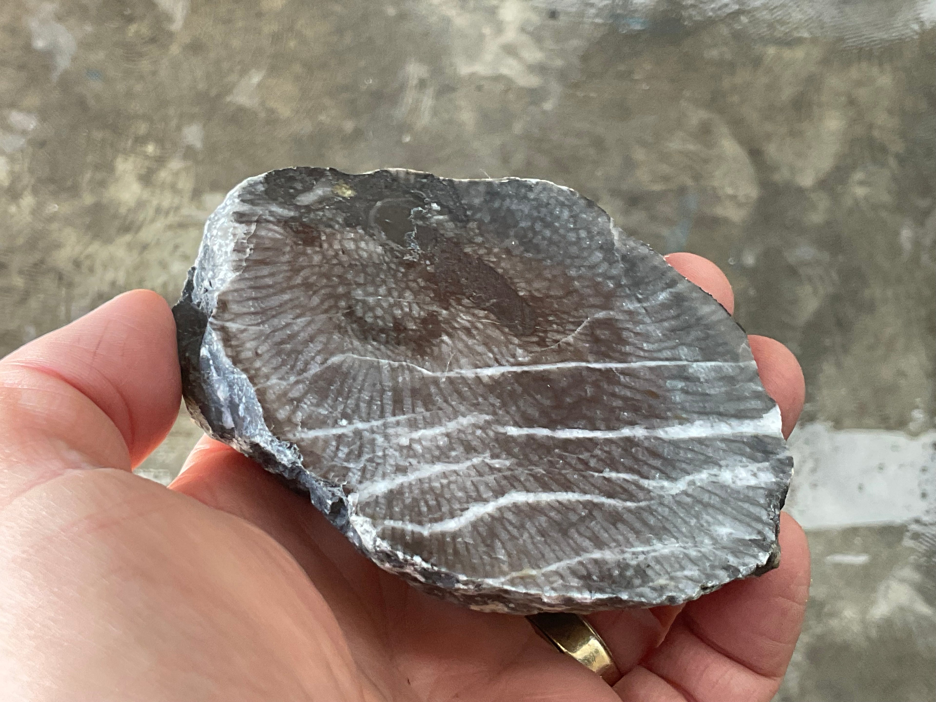 270g Tasmanian Fossilised Coral Specimen C