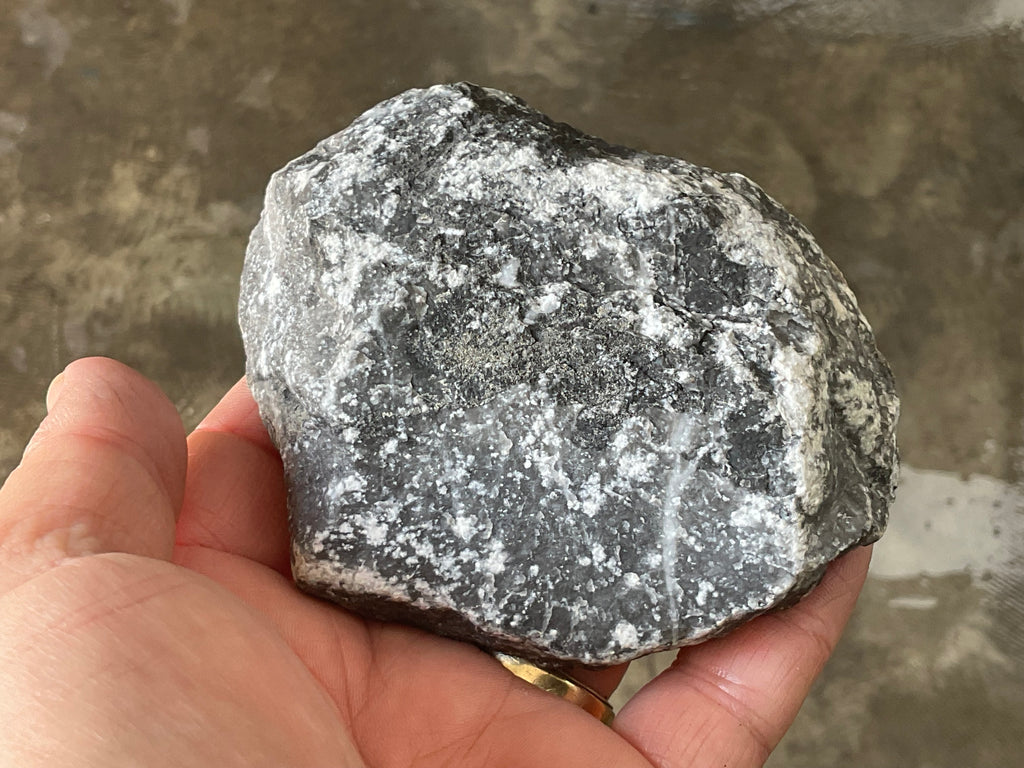 270g Tasmanian Fossilised Coral Specimen C